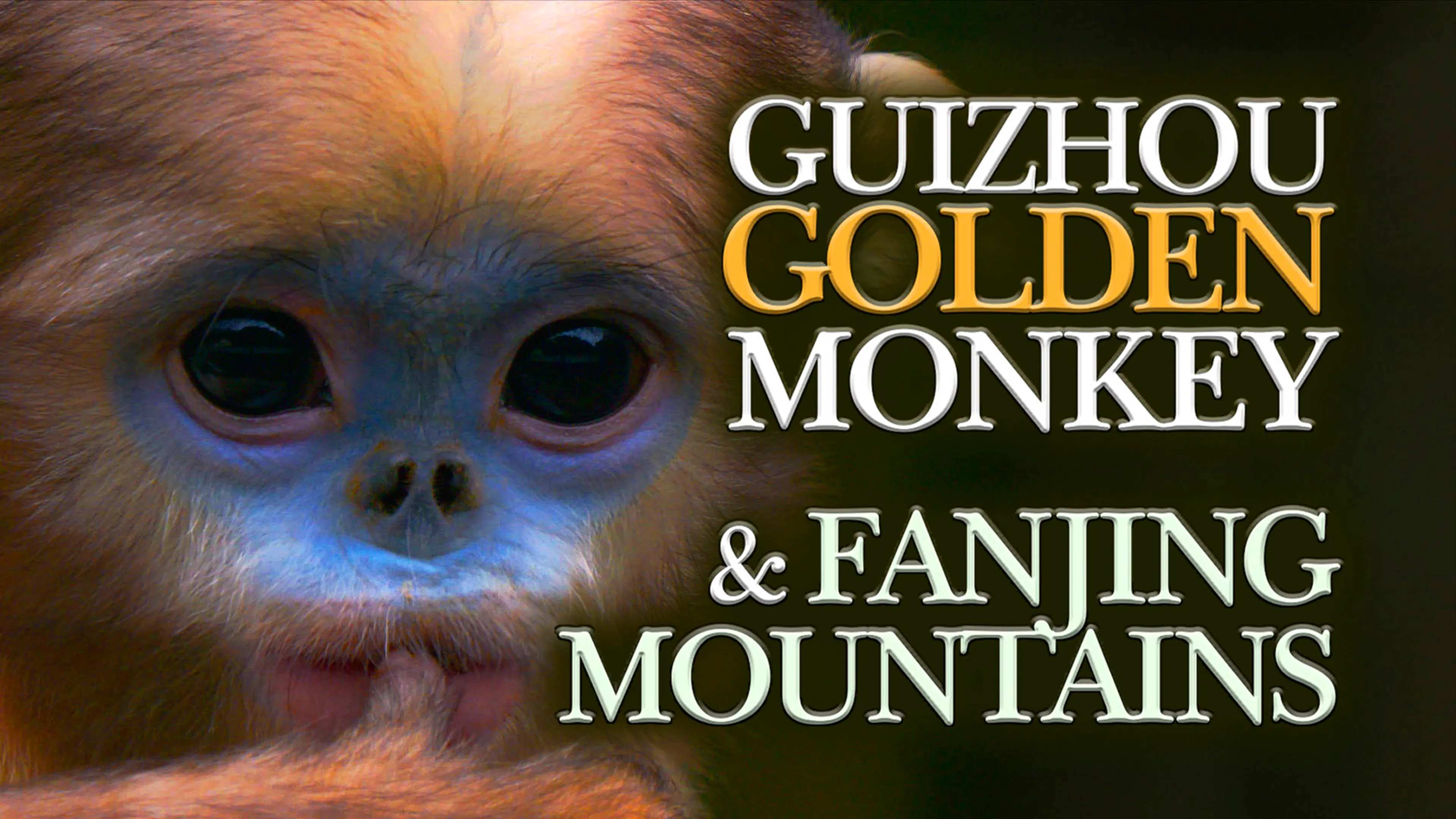 Guizhou Golden Monkey & Fanjing Mountains poster